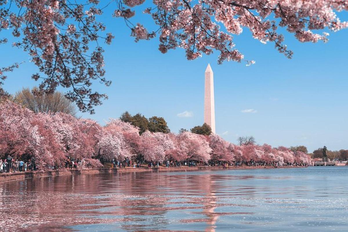 Pohled na Washingtonský monument s rozkvetlými třešněmi