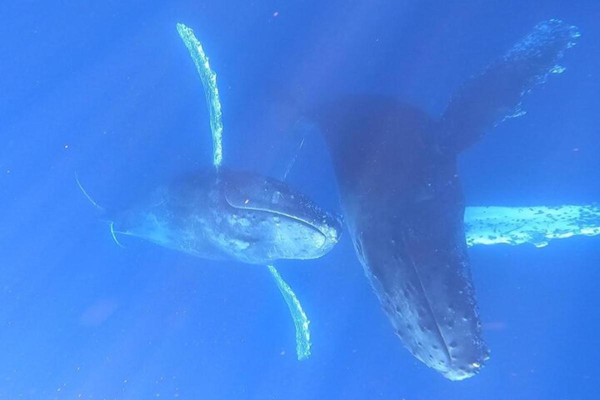 isang whale shark na lumalangoy sa asul na tubig