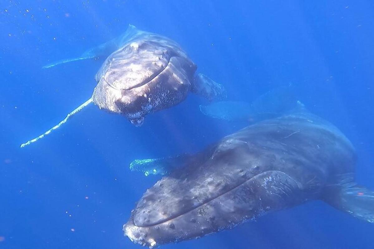 dalawang pagong na lumalangoy sa asul na tubig