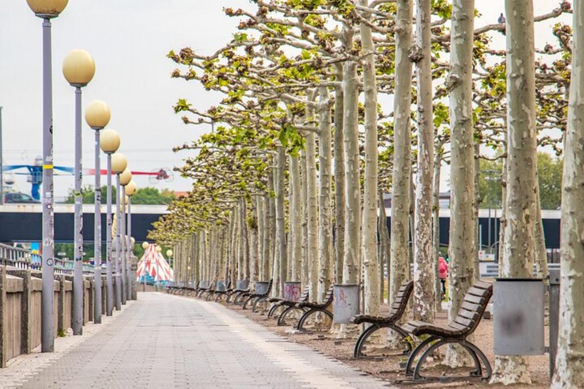 a row of park benches with trees lining a sidewalk