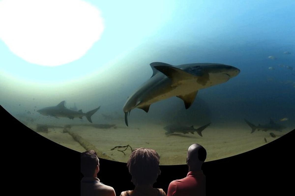 a group of people looking at sharks in an aquarium