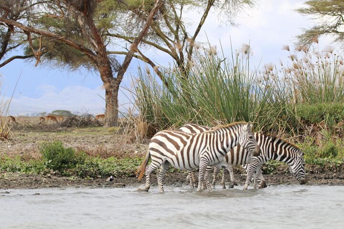 dos cebras caminando en el agua