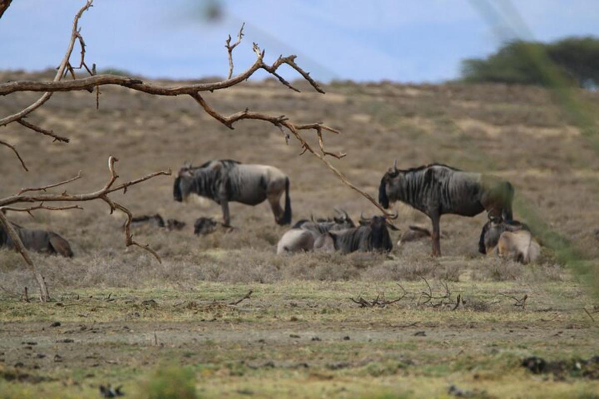 una manada de cebras y otros animales en un campo