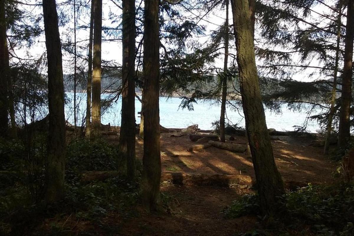 pemandangan lautan melalui hutan pokok