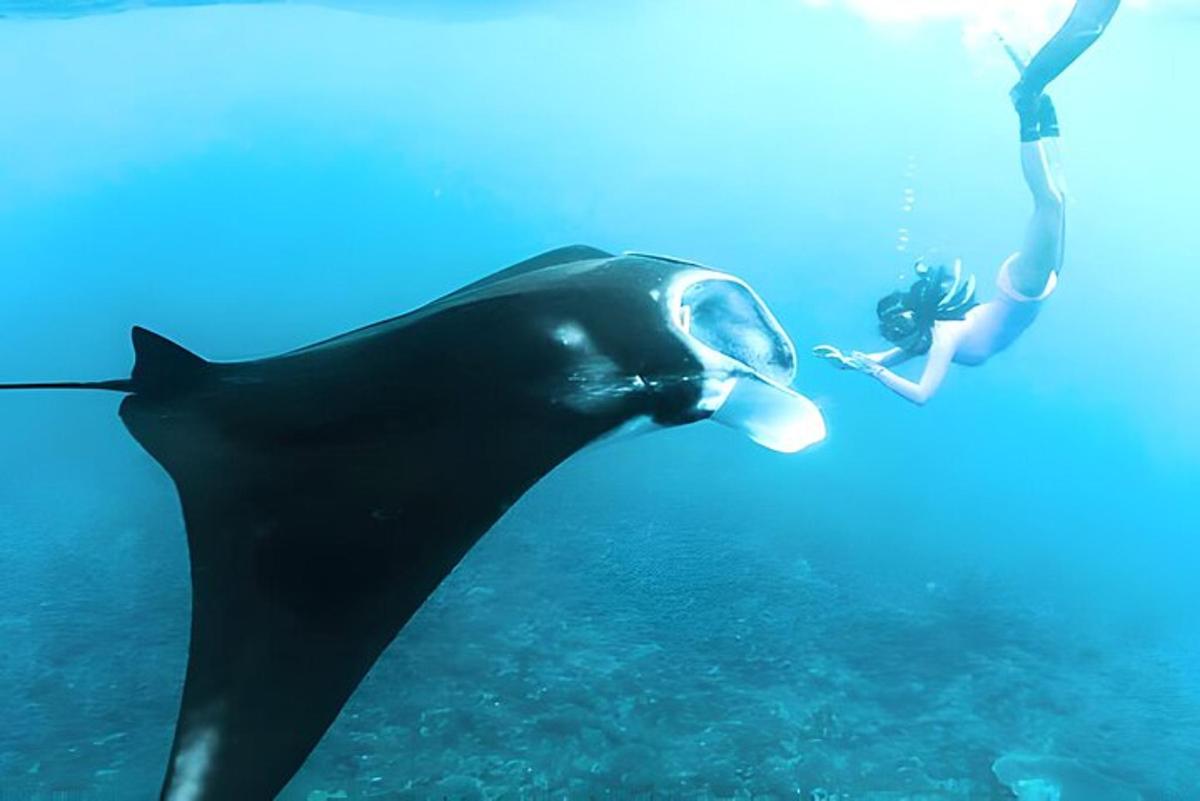 osoba plavající vedle žraloka velrybího v oceánu