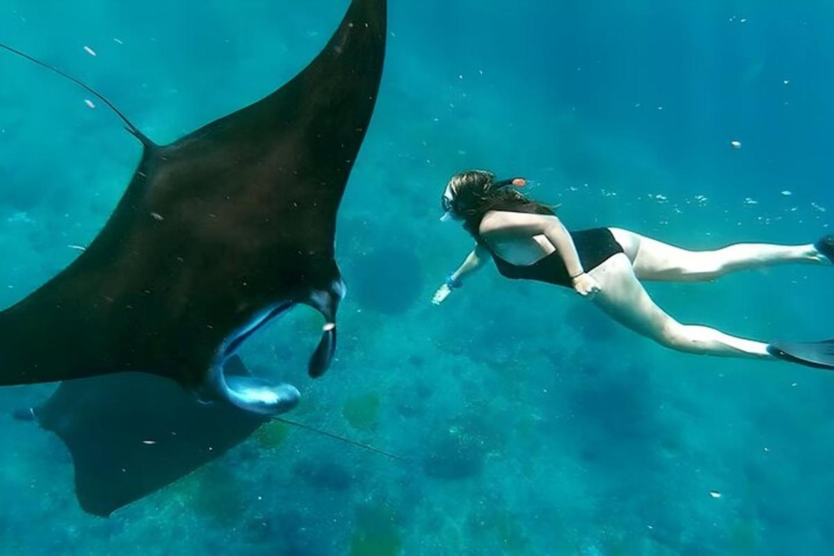 žena plave vedle žraloka velrybího v oceánu