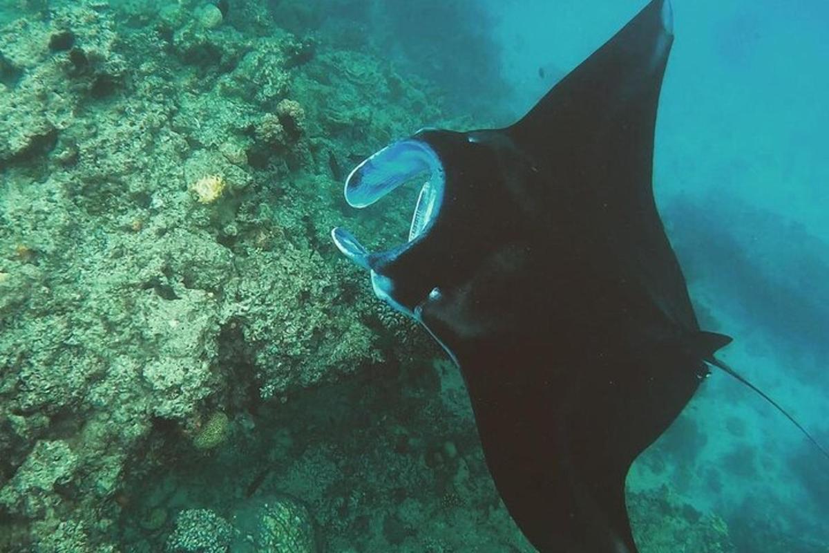 a stingray in the water next to a reef