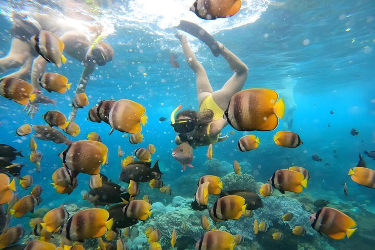 sekelompok orang berenang di air bersama ikan