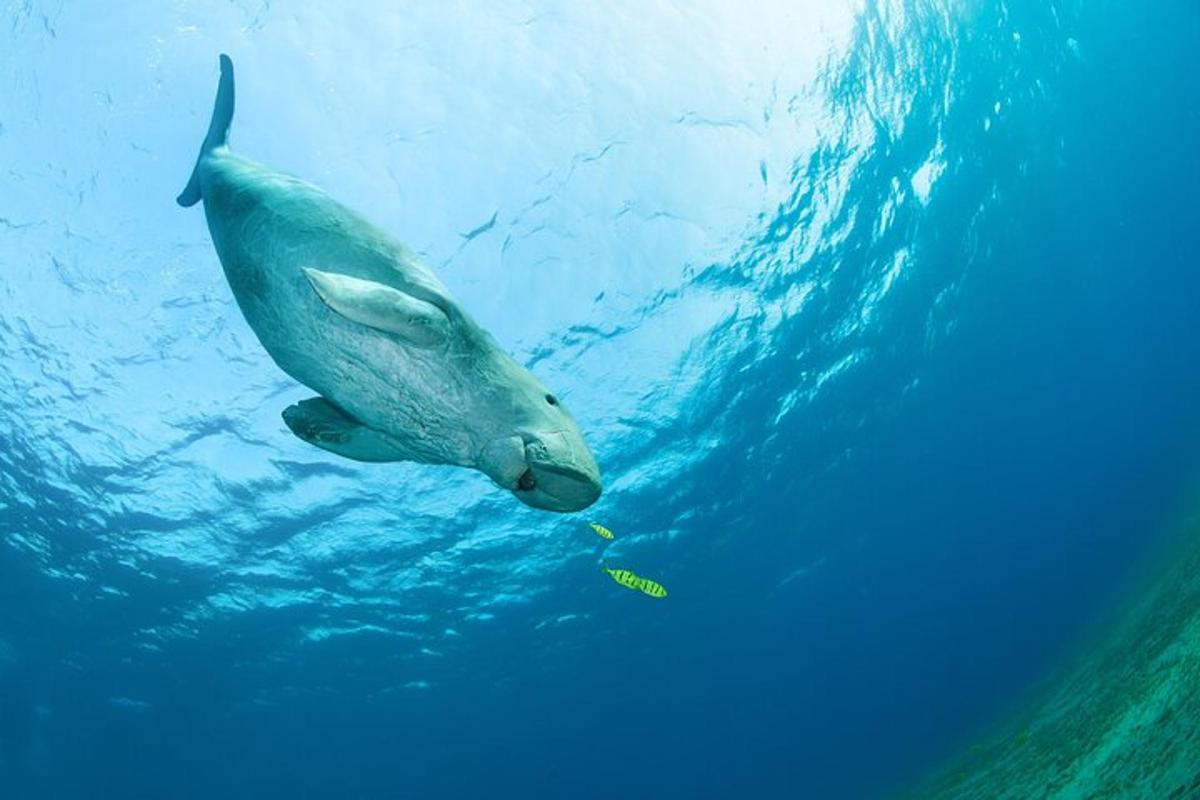un pesce che nuota nell'acqua dell'oceano