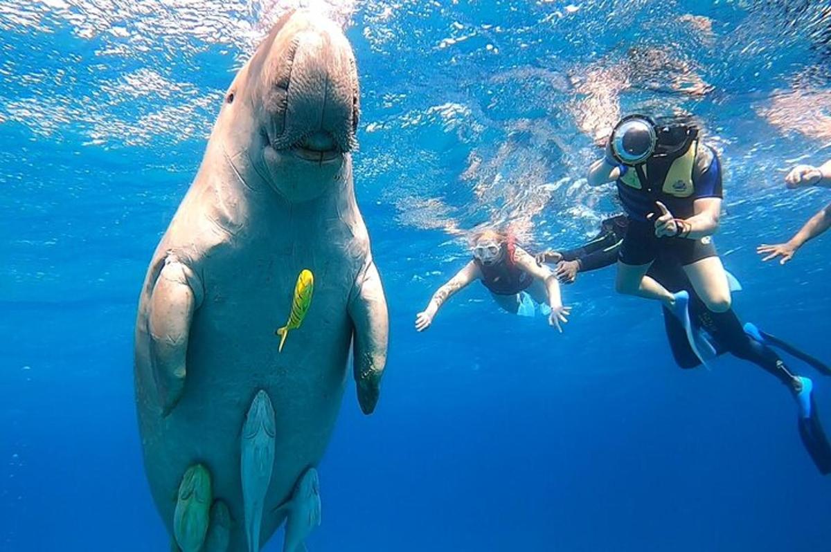 un gruppo di persone che nuotano accanto a un delfino in acqua