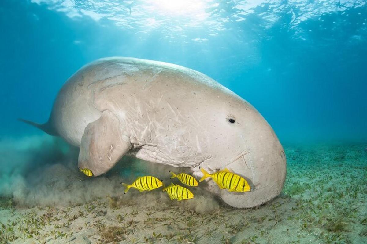 una pastinaca che nuota nell'oceano con due pesci gialli