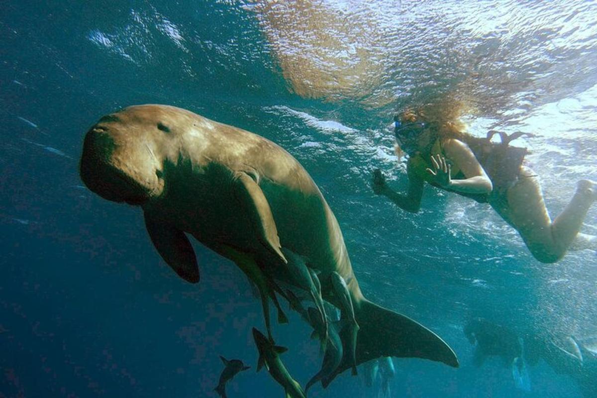 una donna che nuota accanto a una foca nell'acqua