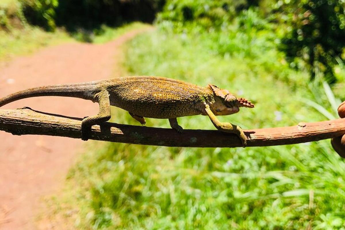 seekor cicak sedang duduk di atas dahan pokok