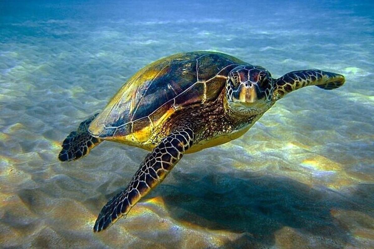一只绿海龟在水中游泳