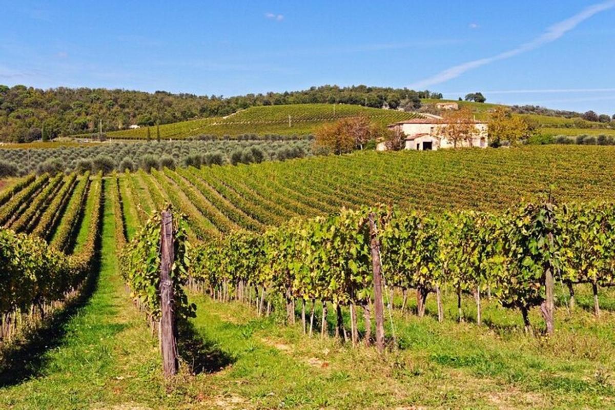 un vigneto con una casa in mezzo a un campo