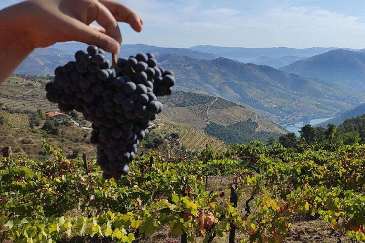 a person holding a bunch of grapes on a hill