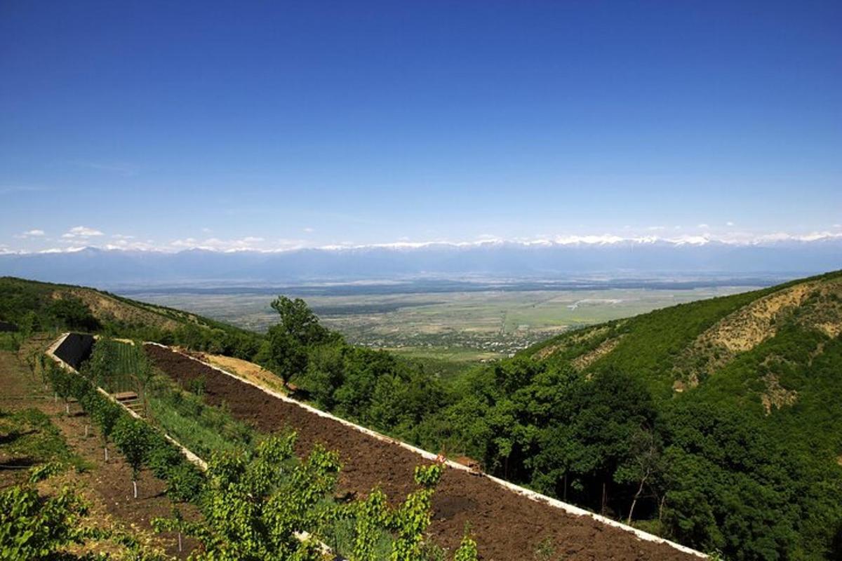 uma vista de uma colina com árvores