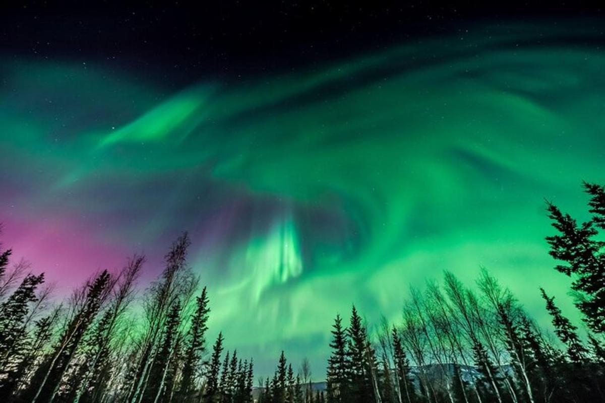 un'aurora boreale nel cielo sopra gli alberi