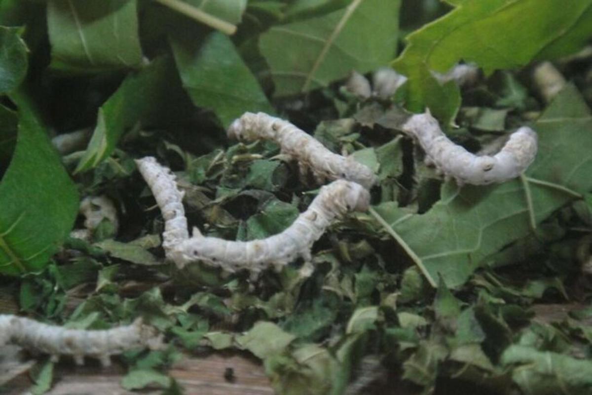 un gruppo di bruchi su una pianta verde