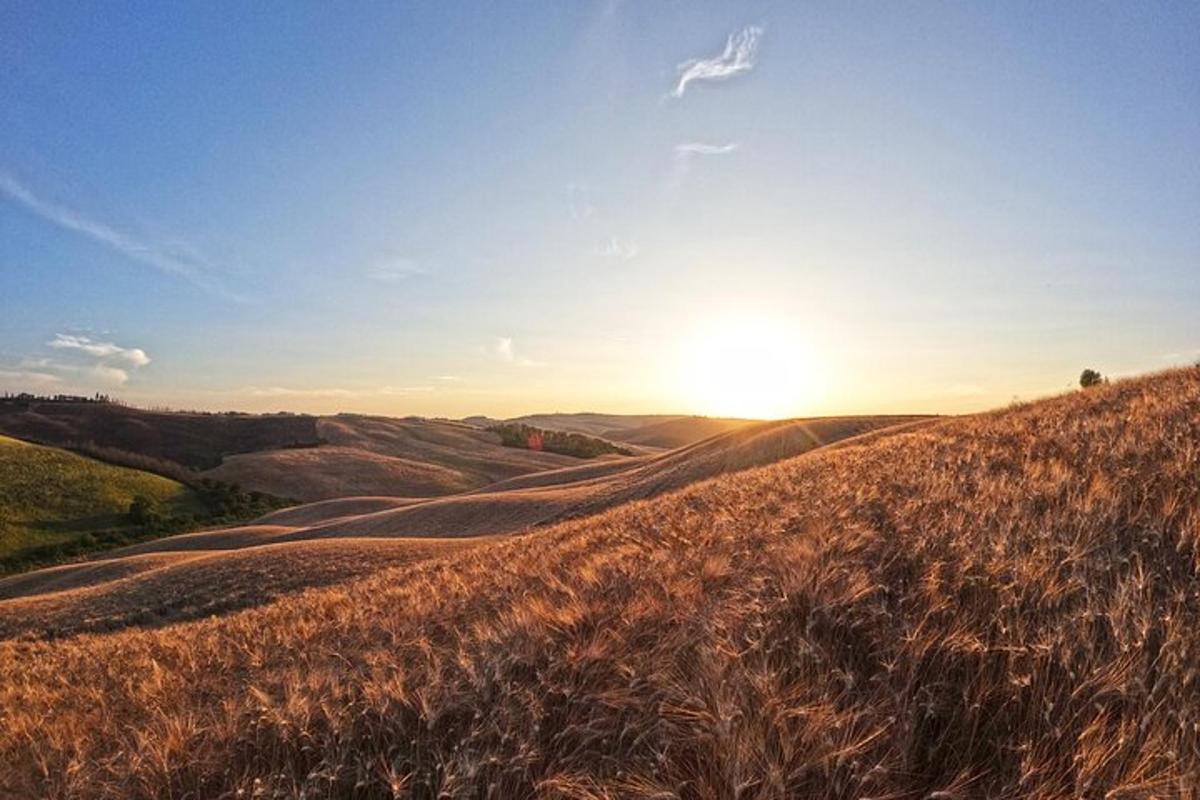 a field of brown grass with the sun in the background