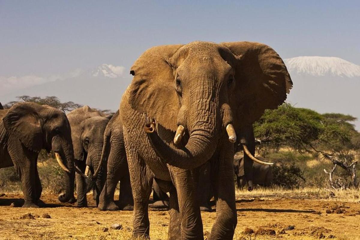 una mandria di elefanti in piedi in un campo