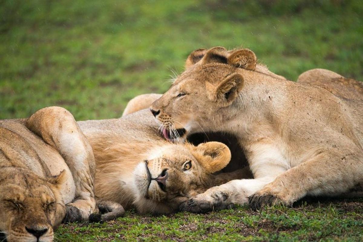 un leone e un cucciolo di leone sdraiati sull'erba