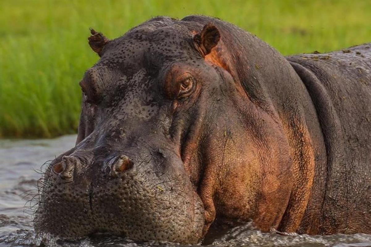 un ippopotamo è sdraiato nell'acqua