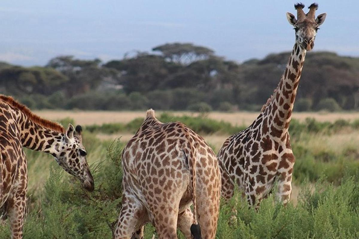 un grup de girafe care se plimbă pe un câmp