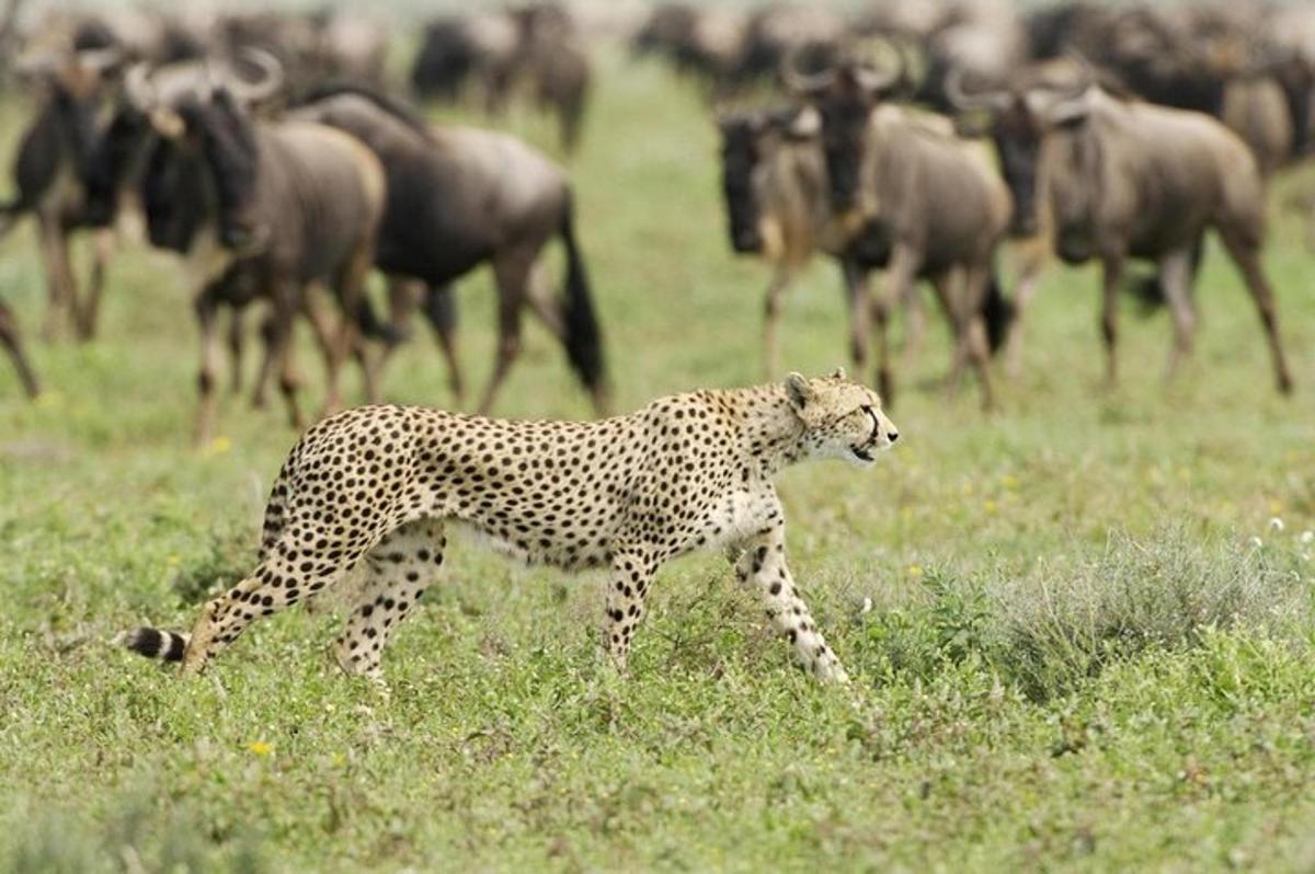 un ghepardo che cammina davanti a una mandria di animali