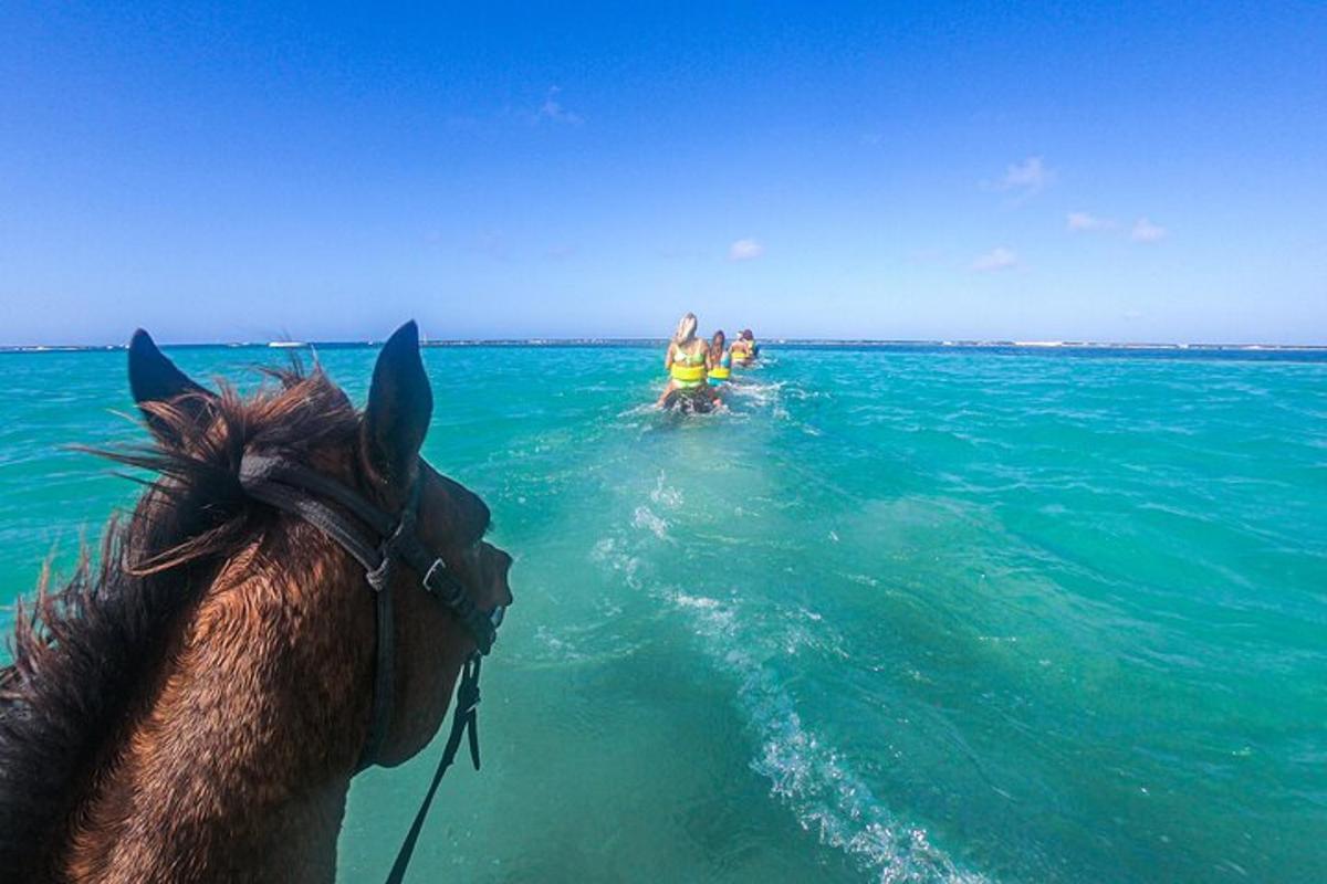 un cavallo nell'oceano con persone in acqua