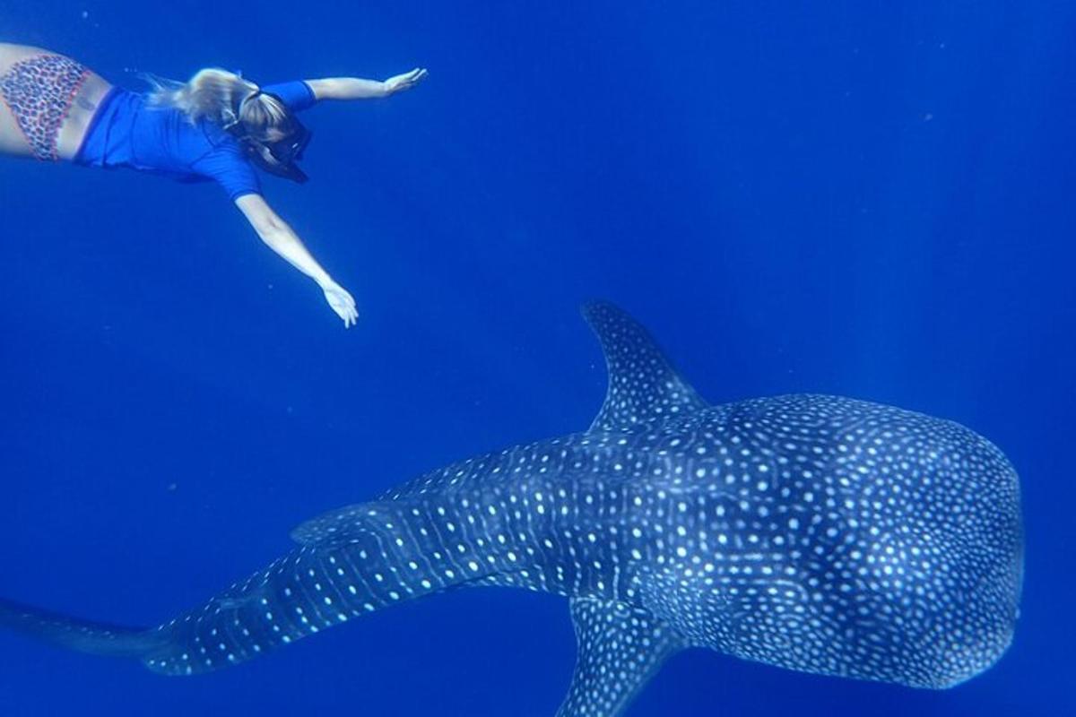 a woman swimming next to a whale shark in the ocean