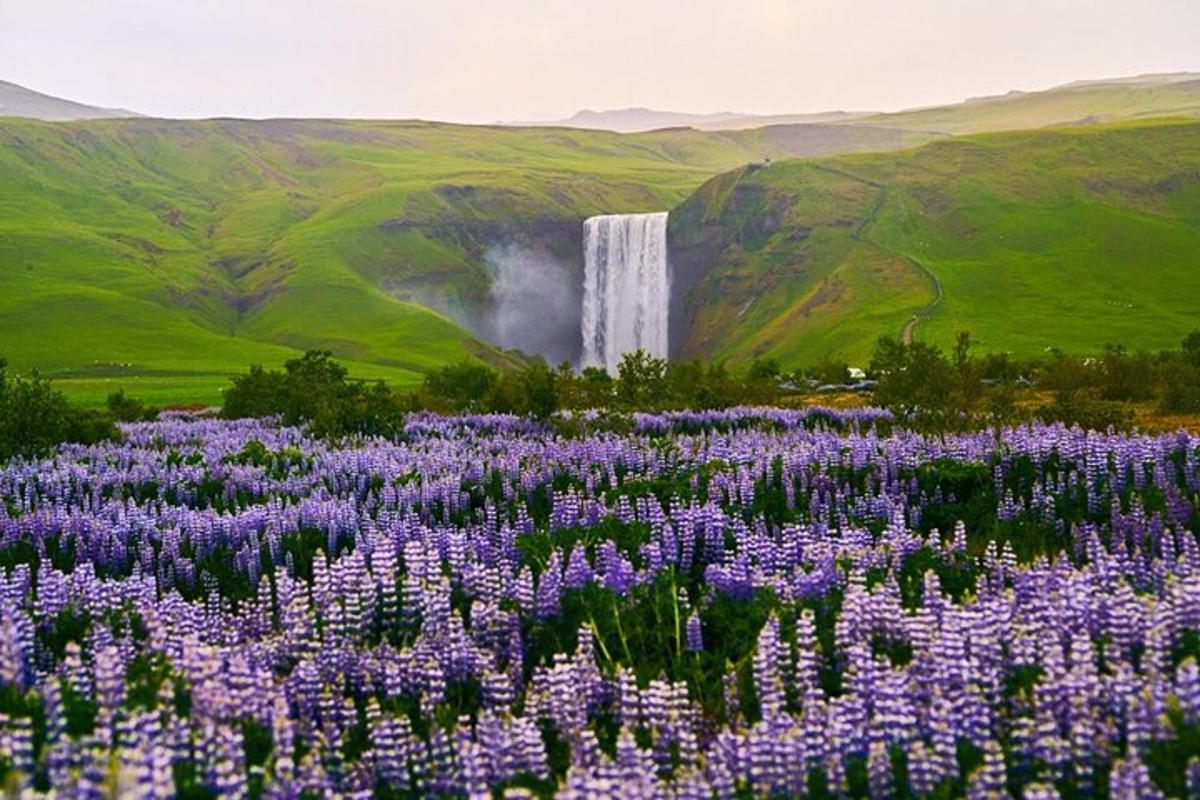 a field of purple flowers in front of a waterfall