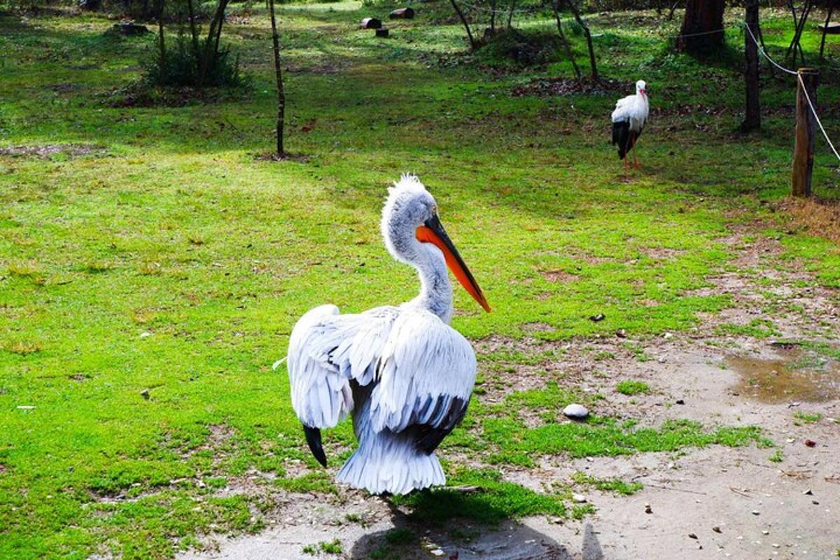 un pellicano bianco in piedi sull'erba in un campo