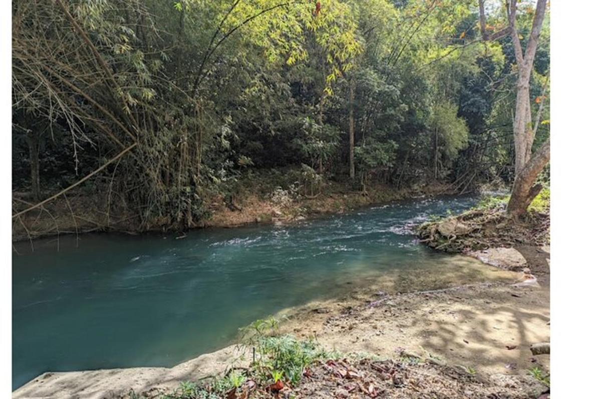 un fiume in mezzo a una foresta