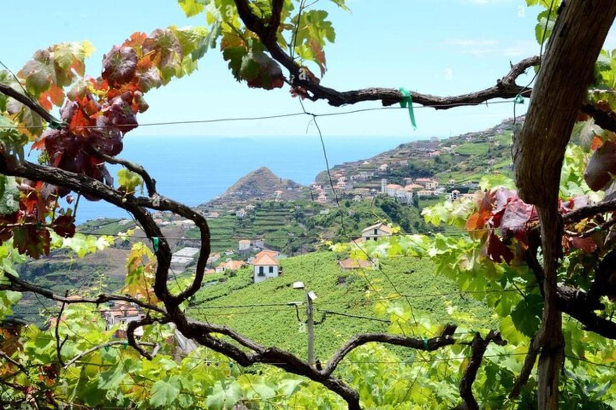 pogled na vinograd s drveta