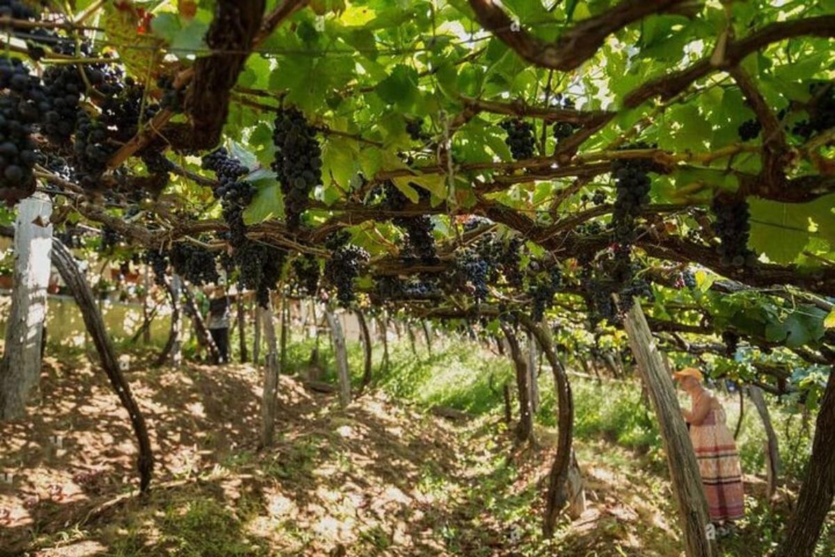 red vinove loze u vinogradu