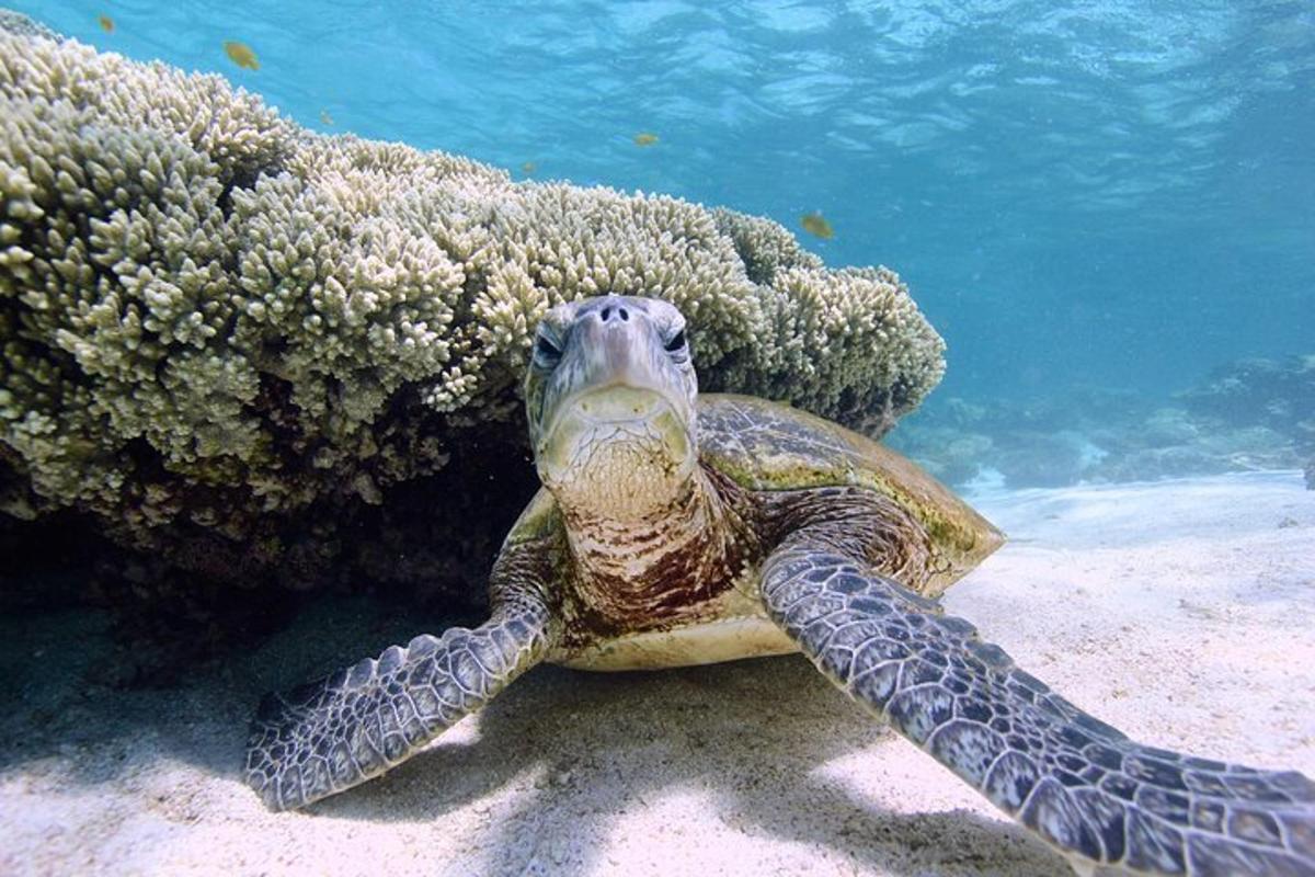 a green sea turtle swimming in the water