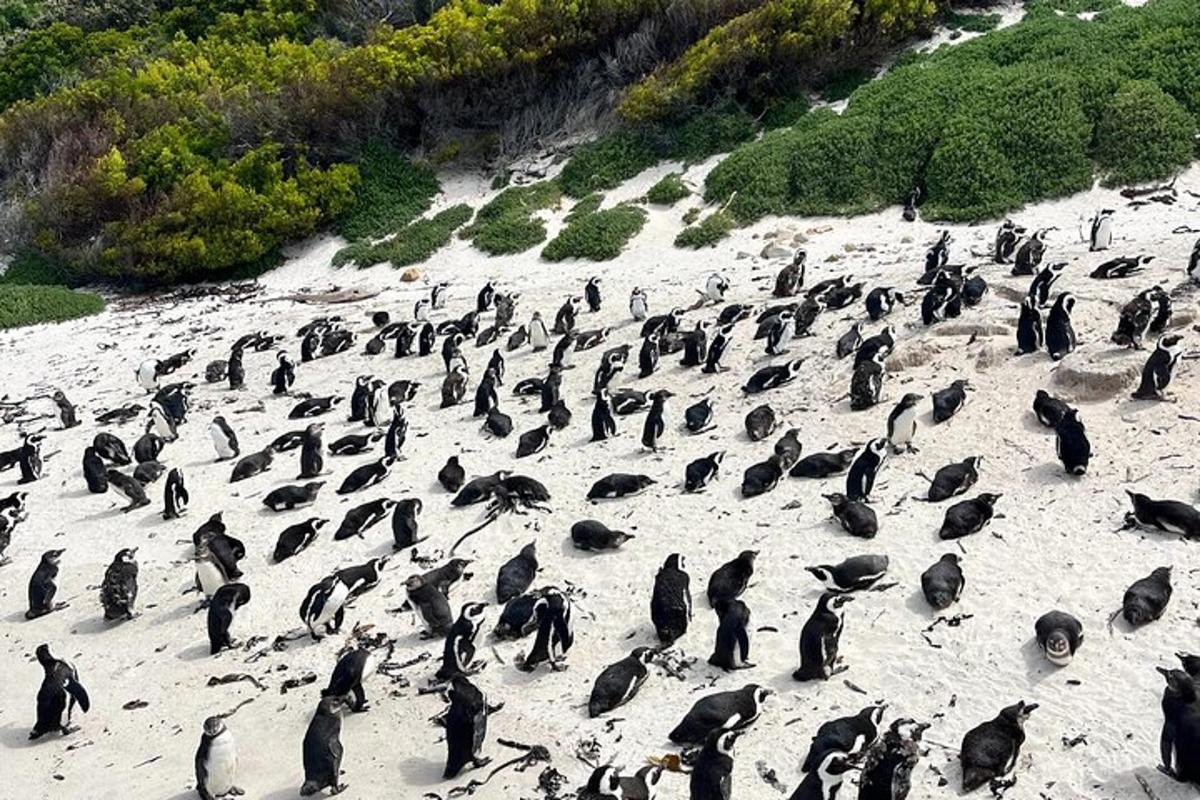um grande grupo de pinguins em pé em uma praia