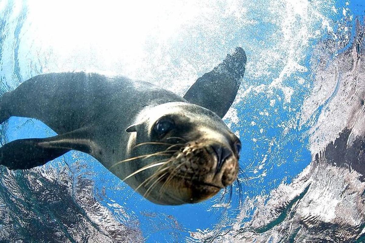 a seal is swimming in the water