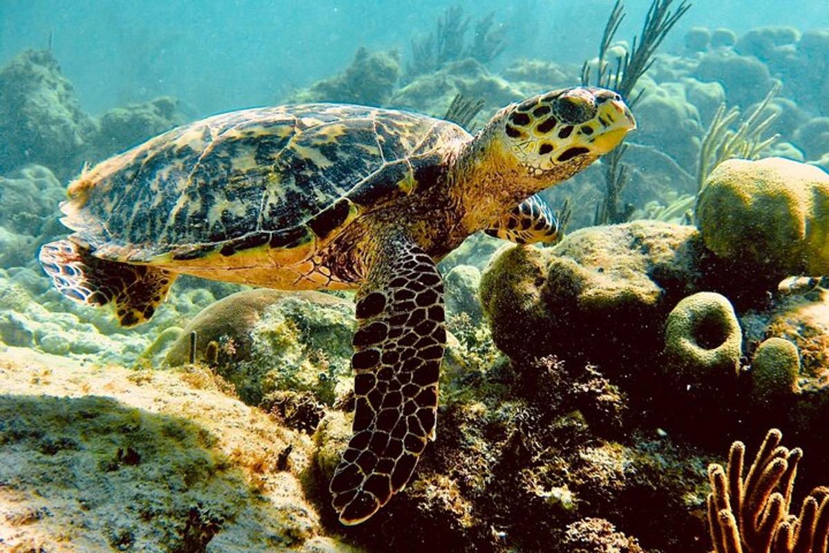 zelená mořská želva plavající v oceánu