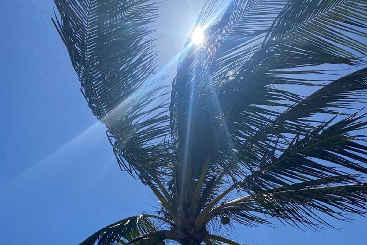 a palm tree with the sky in the background