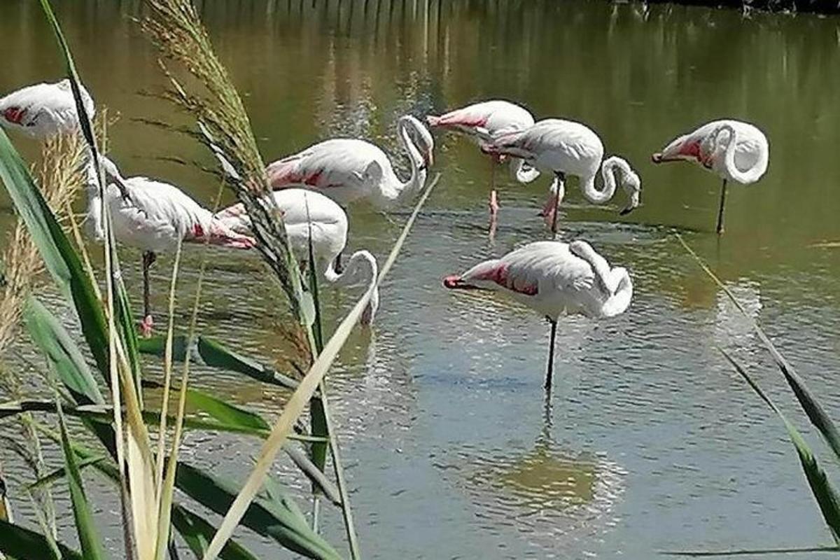 un grup de flamingo roz stând în apă