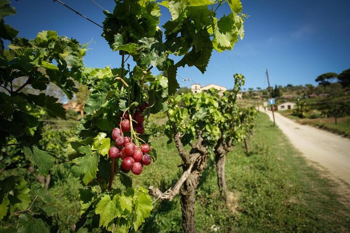 hrozen červených hroznů na vinné révě