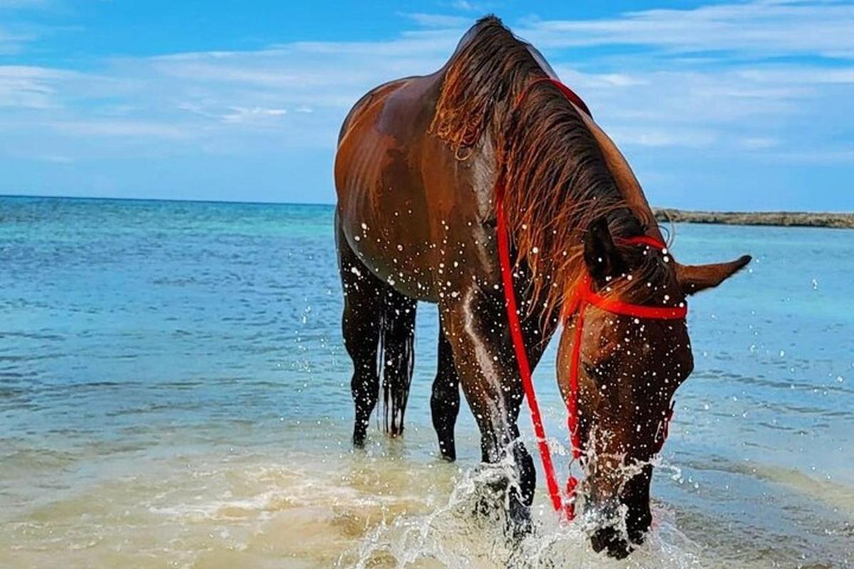 ม้ายืนอยู่ในน้ำบนชายหาด