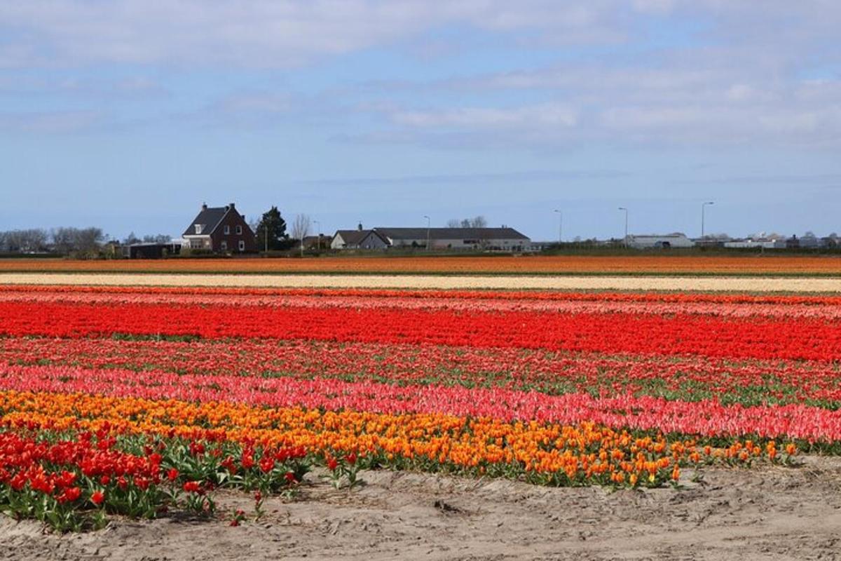 a field of tulips in a field with houses in the background