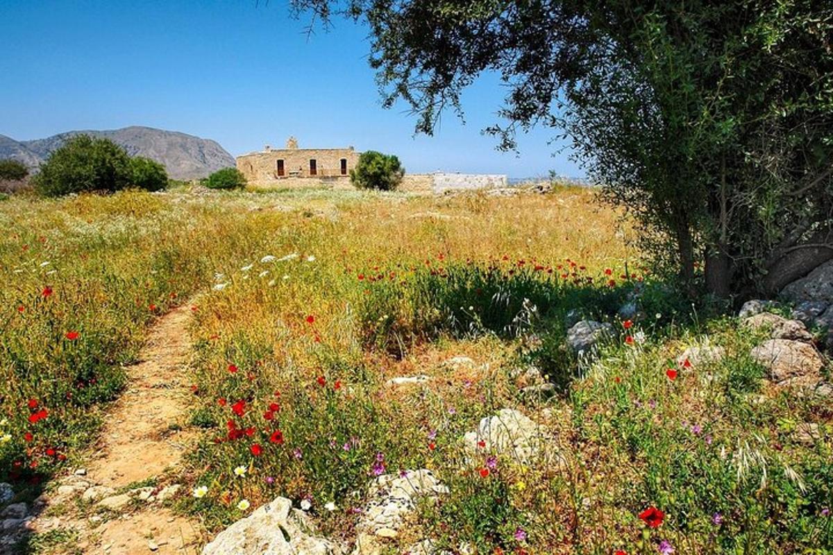 un campo di fiori con un edificio sullo sfondo