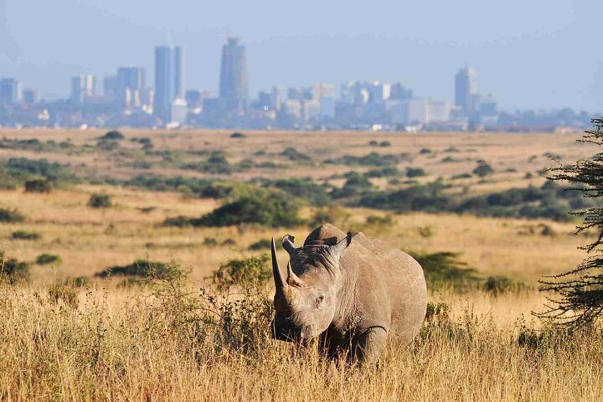 um elefante caminhando por um campo de grama alta