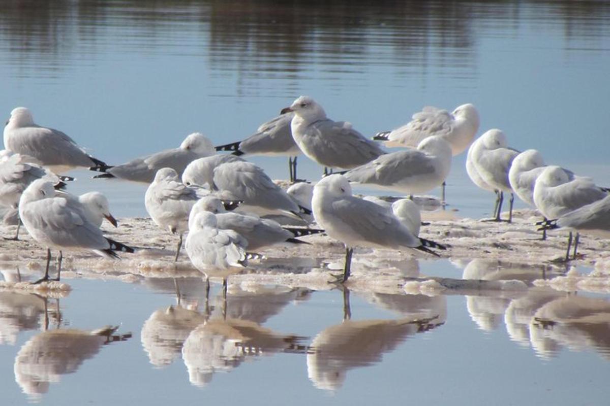 um bando de gaivotas está parado na água