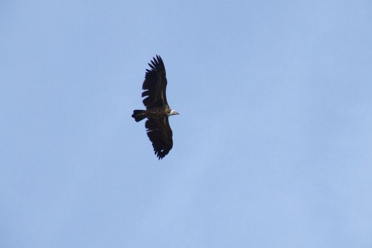 uma águia voando no céu