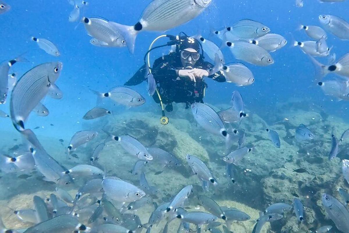 seorang lelaki di dalam air dengan sekumpulan ikan